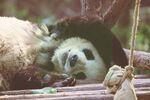 熊猫panda图片