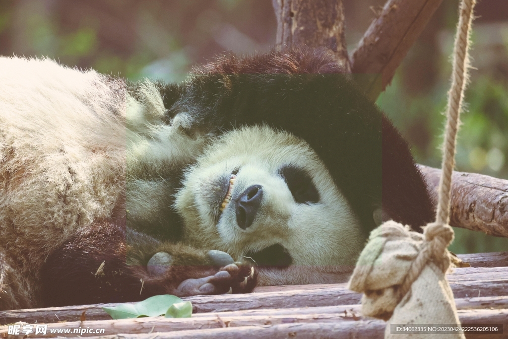 熊猫panda图片