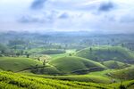 茶山景观