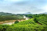 山坡茶园