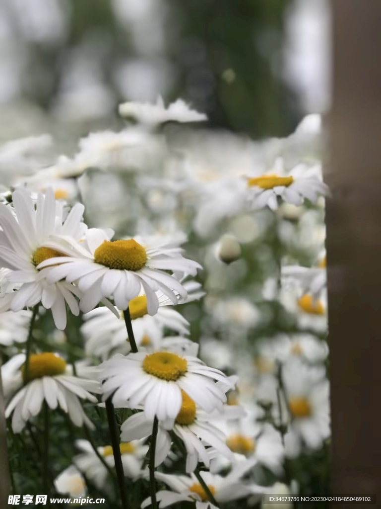 雏菊