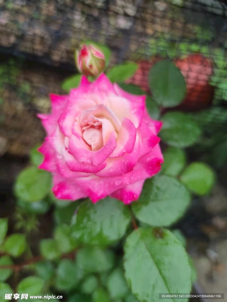 花  