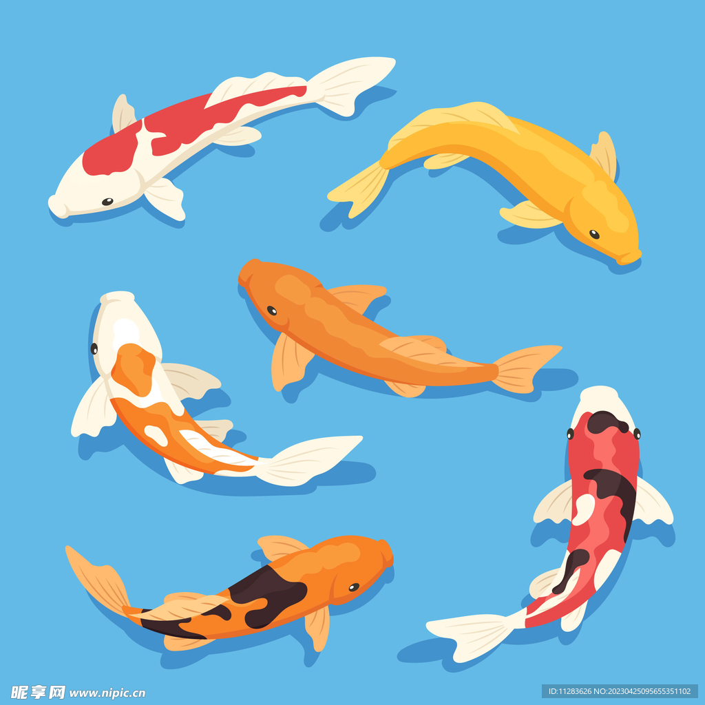 锦鲤插画