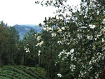 油茶花