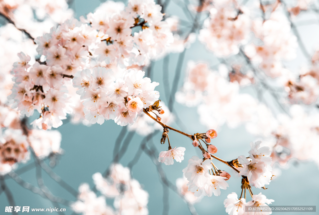 樱花