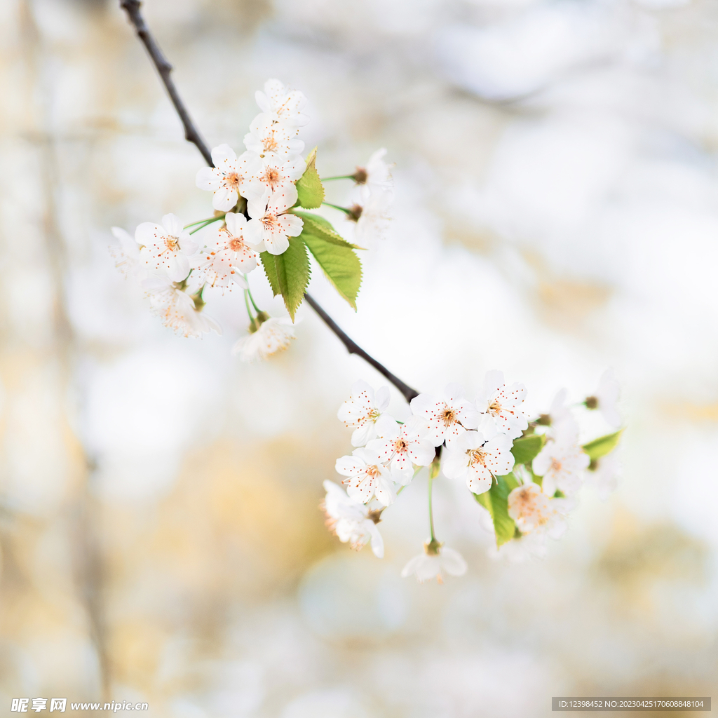 樱花