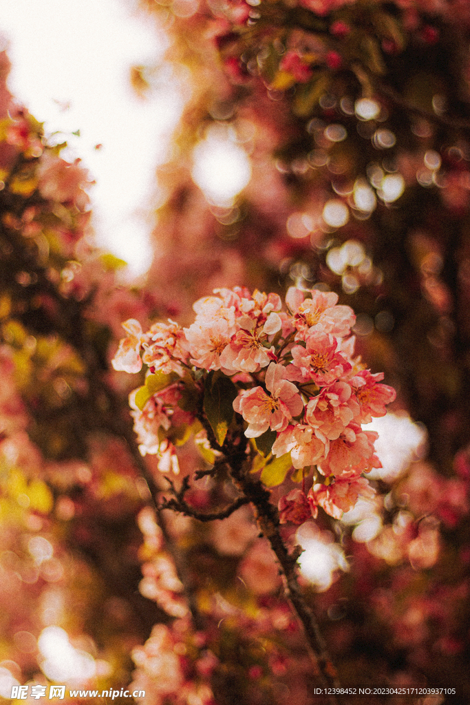 樱花