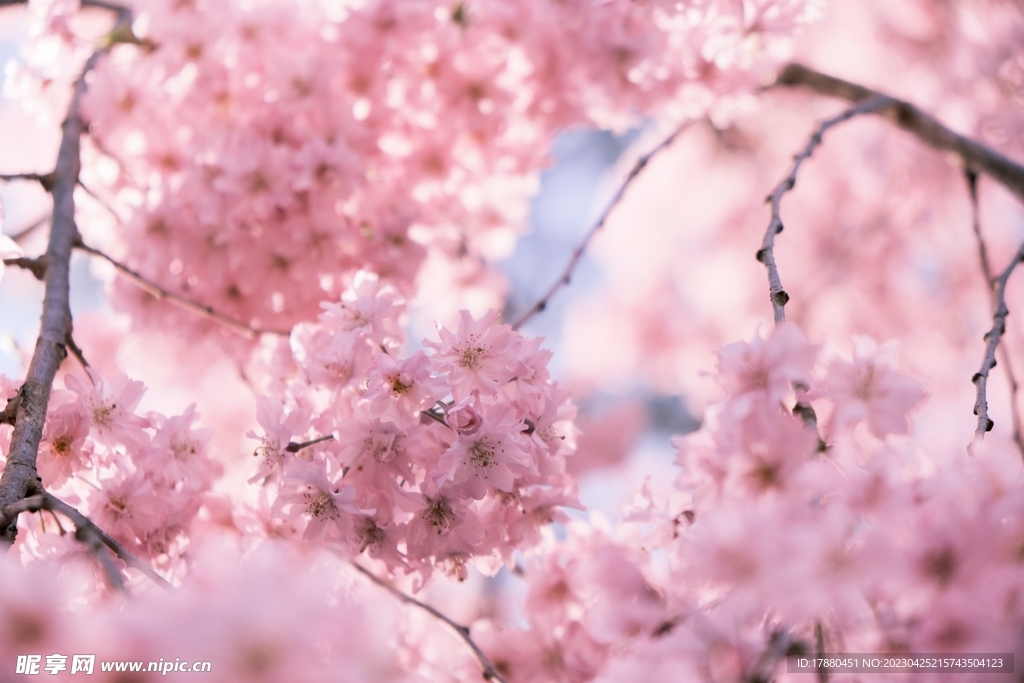 樱花