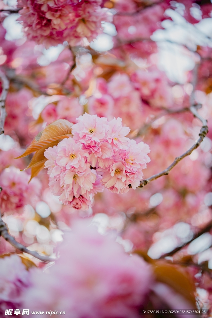 樱花