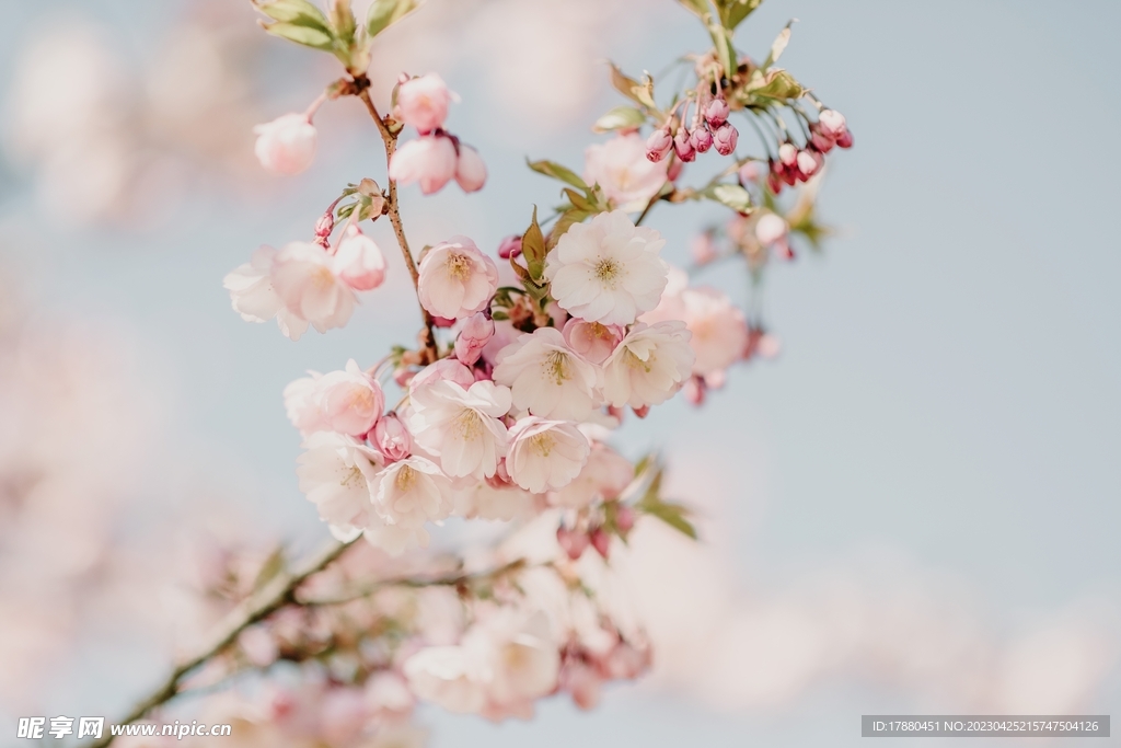 樱花