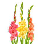 花纹 