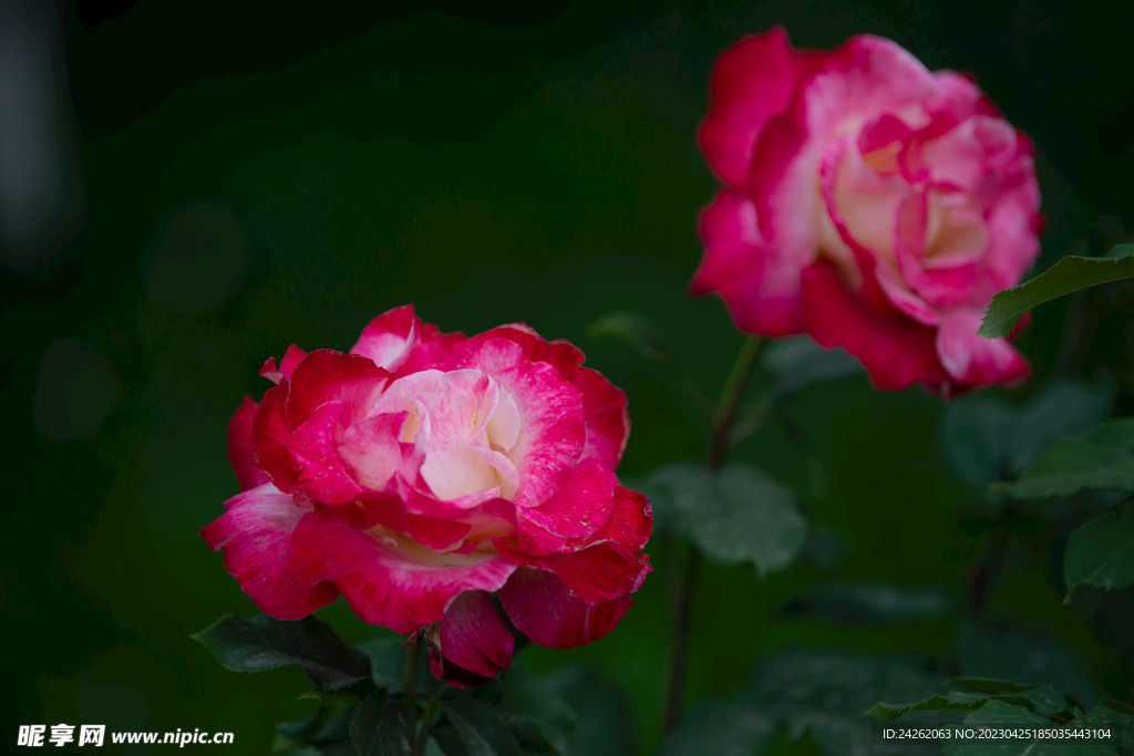 月季花