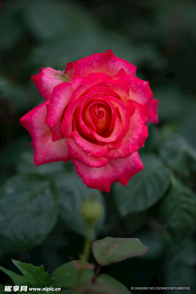 月季花