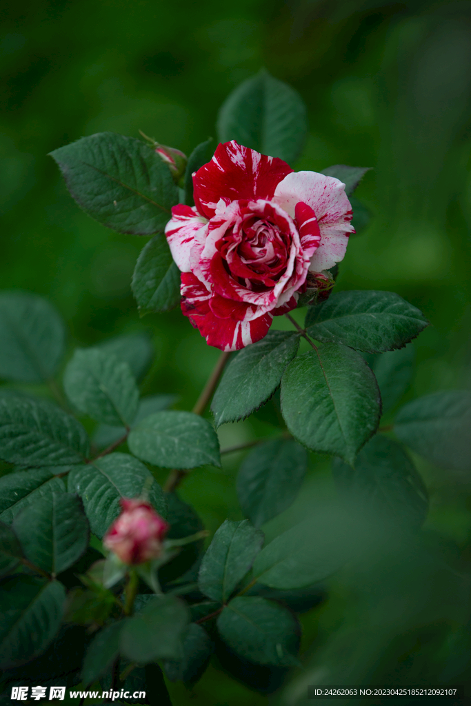 月季花