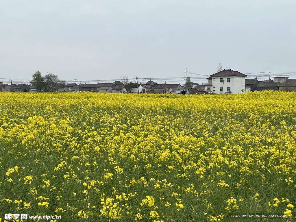 油菜花