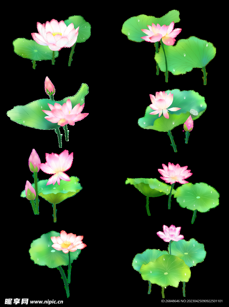 荷花图