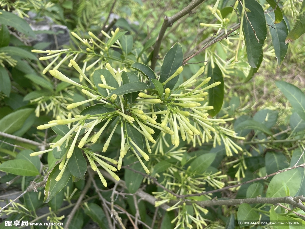 绿色花苞