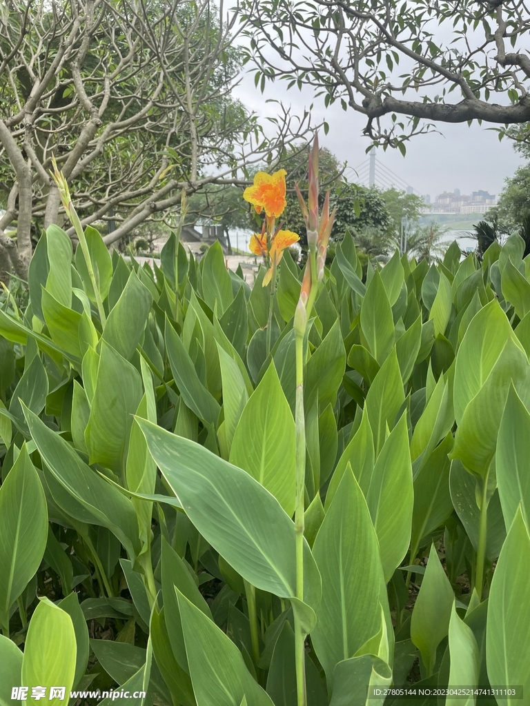 黄花美人蕉