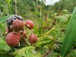 树莓