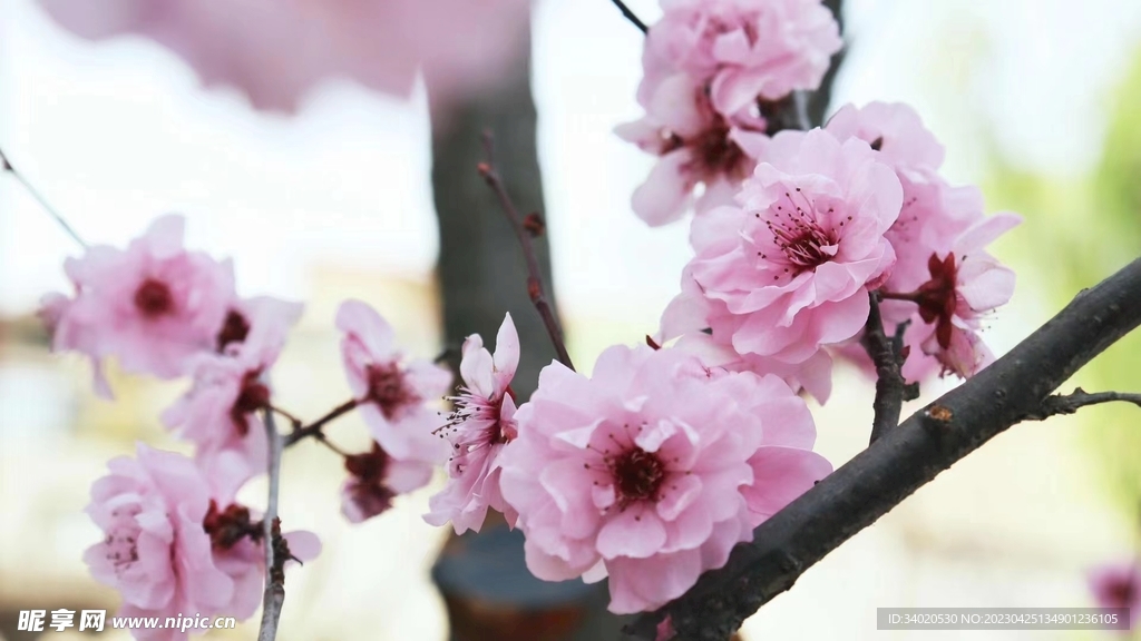 迎春花