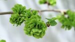 榆树花