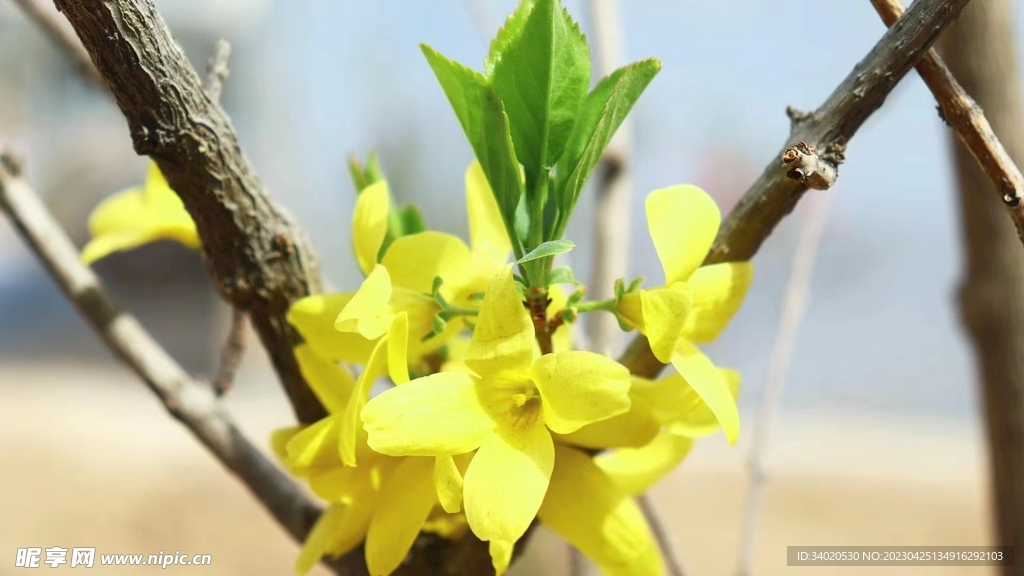 迎春花