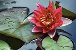 莲花
