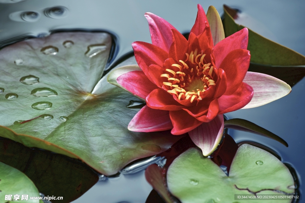 莲花