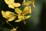 精灵花