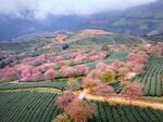 茶园樱花开