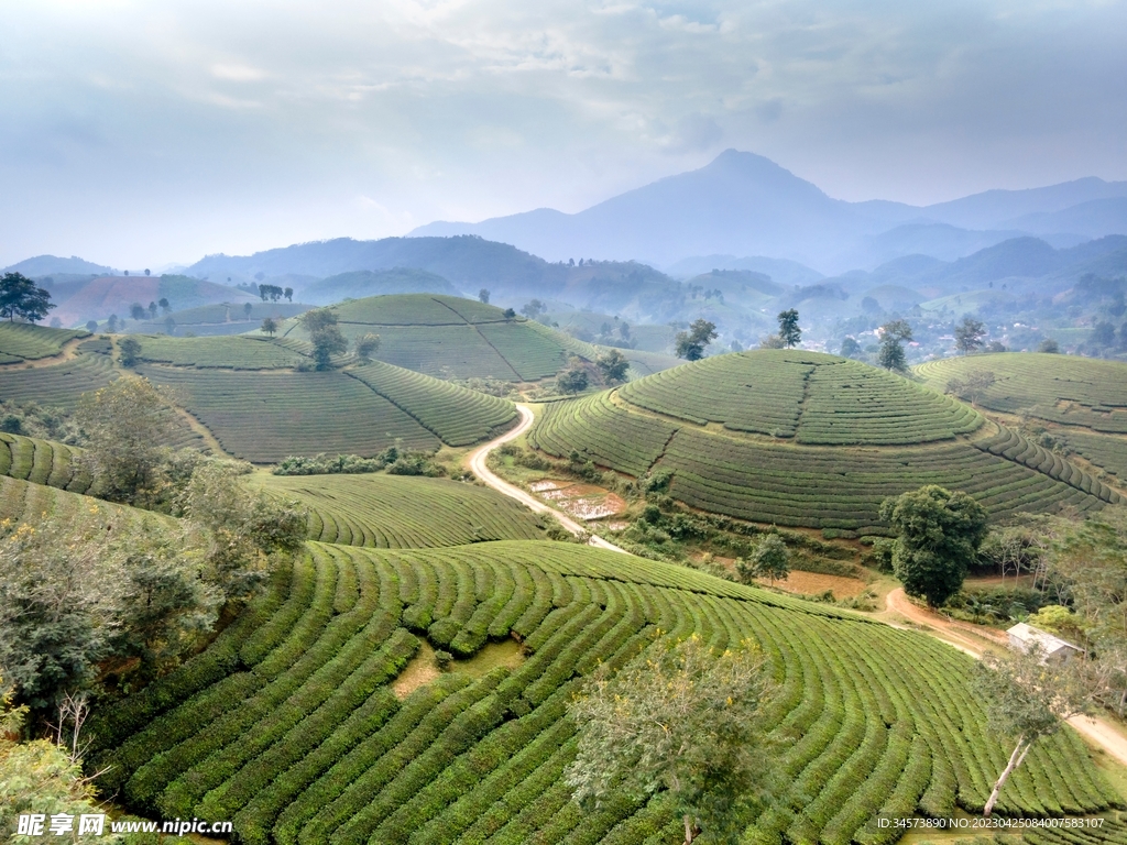 茶山风光