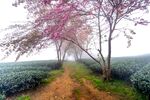 路旁樱花树