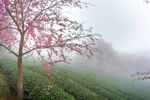 茶园旁的樱花树