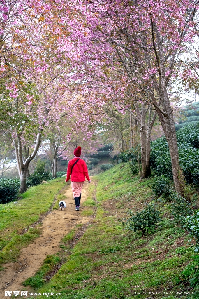 路旁樱花树