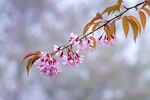 花开满枝