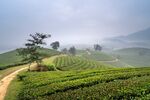 茶园旁的小路