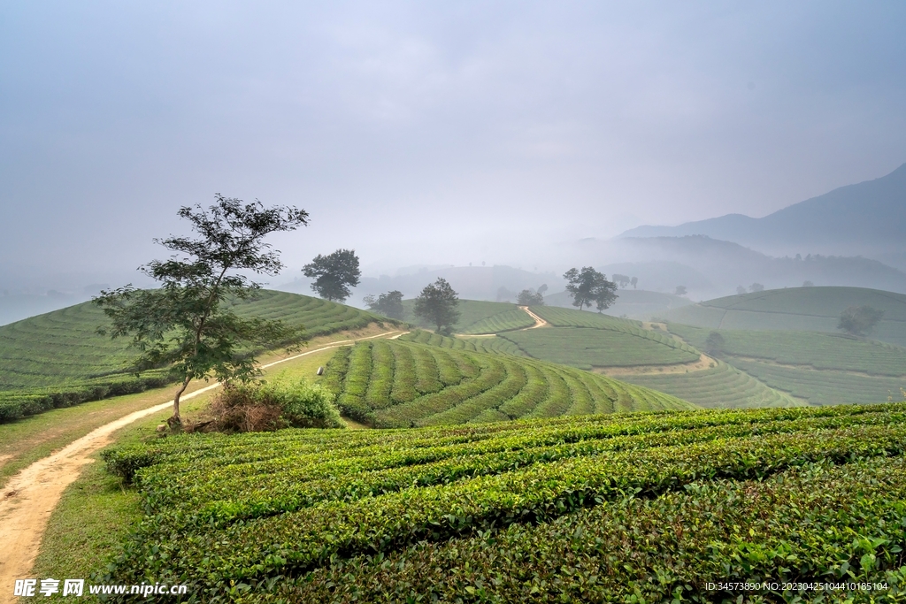 茶园旁的小路