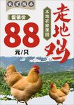 果园走地鸡