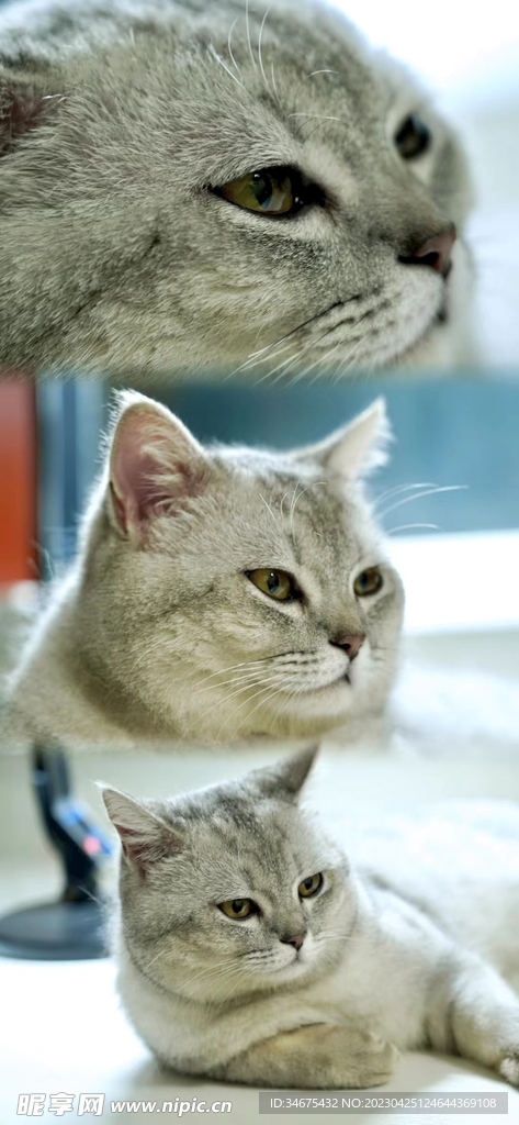 猫咪