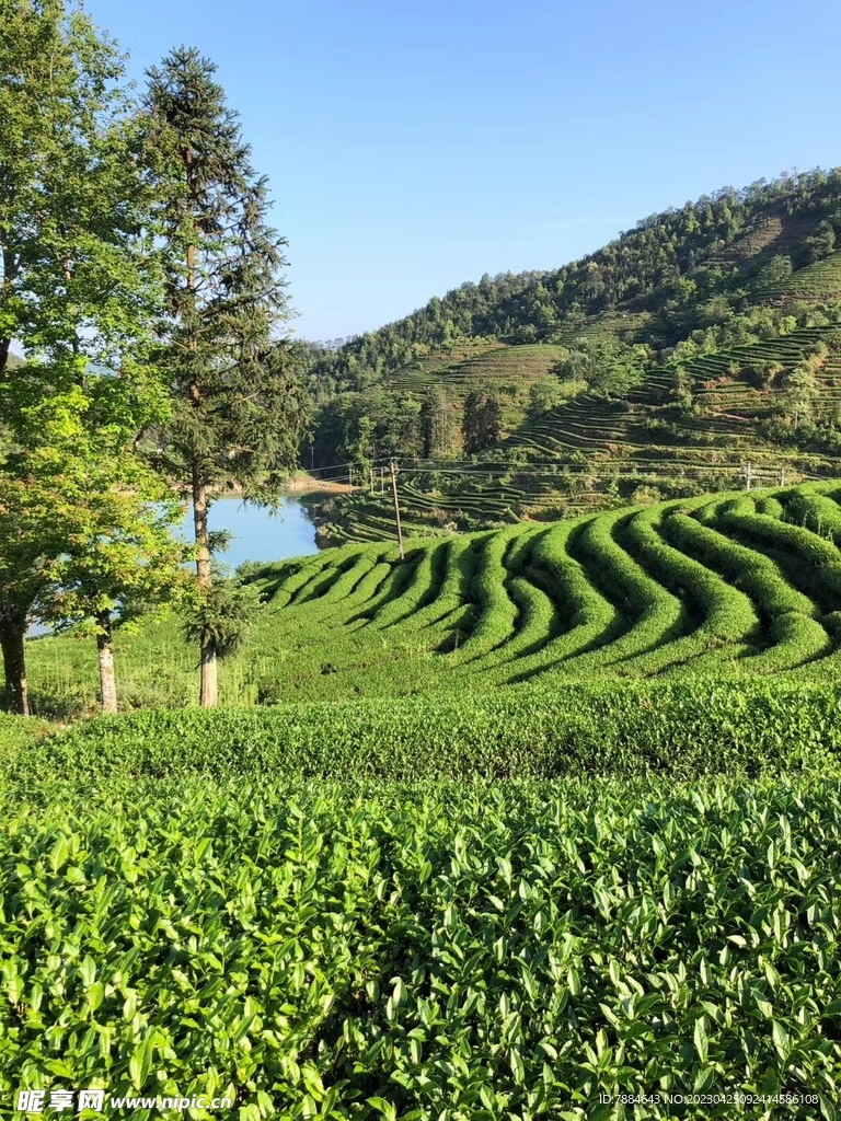 茶山  茶叶 铁观音 