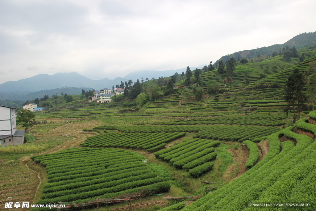 茶山  茶叶 武夷山 