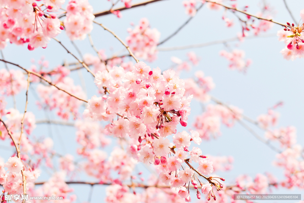 樱花