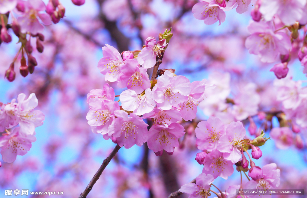 樱花