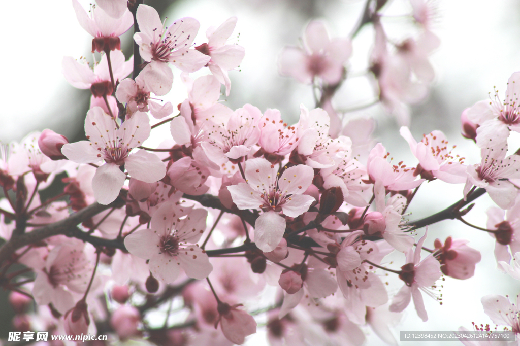 樱花