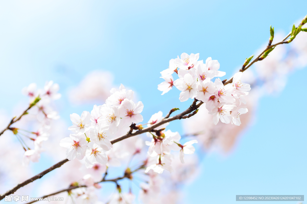 樱花