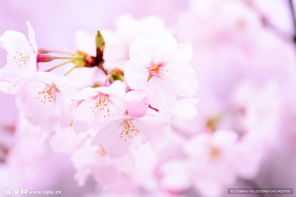 樱花