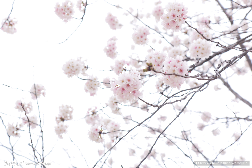 樱花