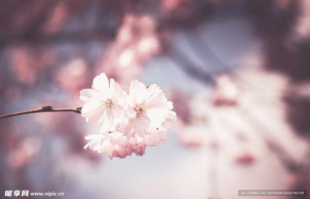 樱花