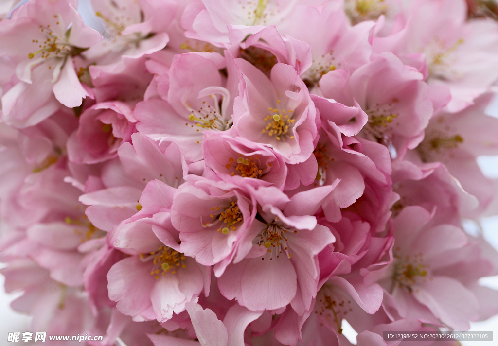 樱花