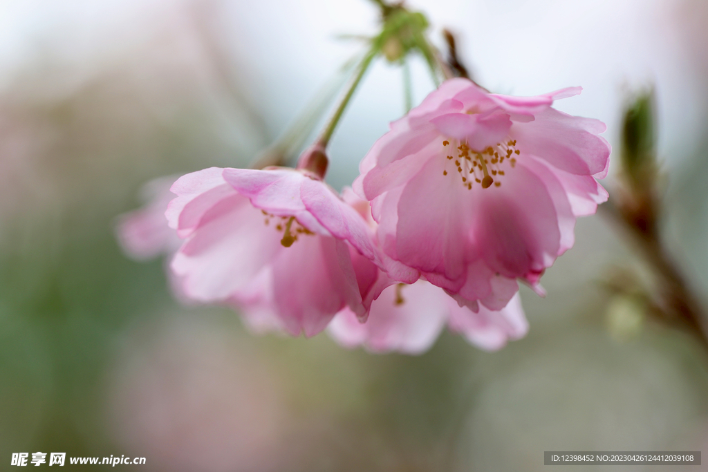 樱花